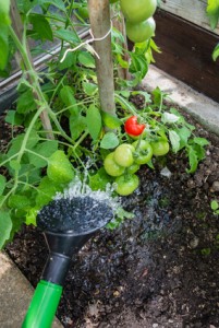 Tomatenpflanze gieen