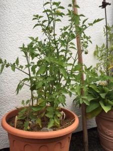 Tomatenpflanze ohne Früchte im Juli
