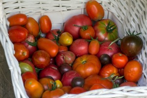 Frische Tomaten im lufdurchläassigen Korb lagern