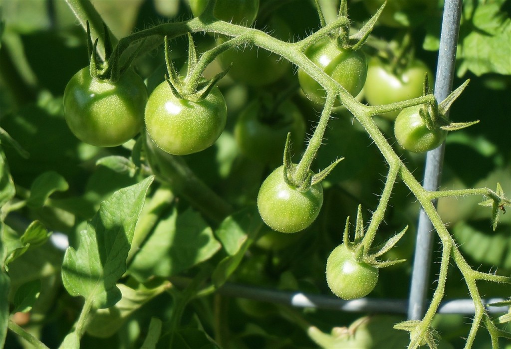 Tomaten im Freiland -die ersten acht Wochen | Michis Tomaten Nutzgarten ...